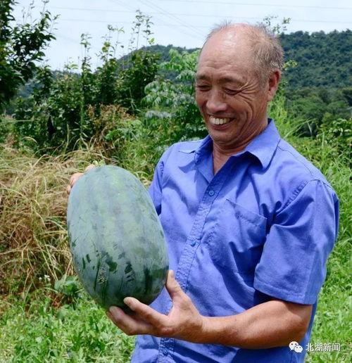 群眾吃生瓜視頻,揭秘群眾瘋狂嘗鮮的生瓜視頻