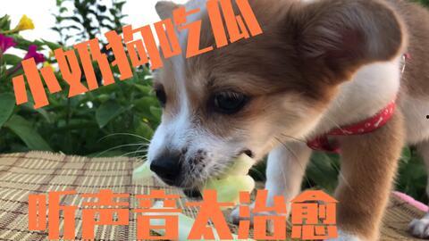 小狗吃瓜被噎住視頻,溫馨救援瞬間引網友熱議