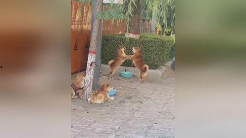 兩個狗吵架吃瓜視頻,一場吃瓜群眾的歡樂盛宴