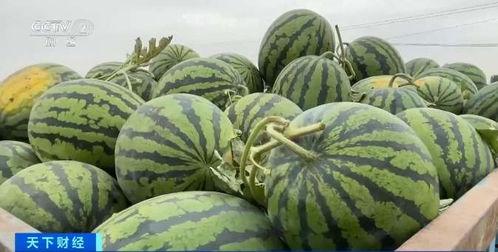 社會(huì)實(shí)驗(yàn)吃瓜視頻,吃瓜視頻背后的真相與影響