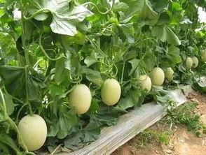 陜西人吃蒲瓜視頻播放大全,蒲瓜美食視頻盛宴大盤點