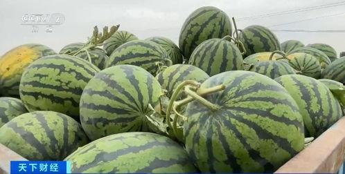 福華世家吃瓜視頻大全,吃瓜視頻大全，揭秘娛樂圈幕后故事