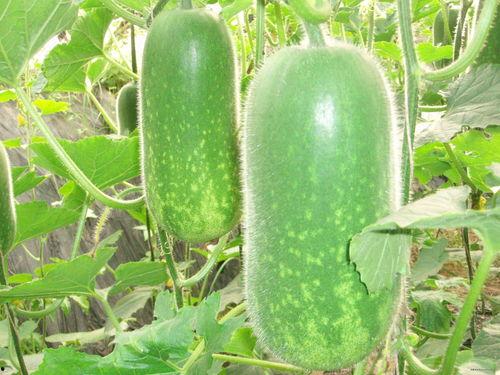 吃瓜神器用法大全視頻,輕松解鎖視頻觀看新姿勢(shì)