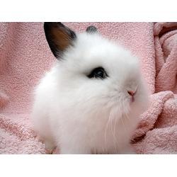 寵物兔可以吃貝貝瓜嗎視頻,寵物兔的新鮮美味選擇？