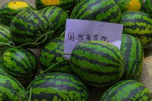 長沙學(xué)院小視頻吃瓜,校園瓜田里的趣味瞬間