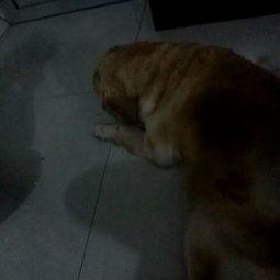 狗老師吃瓜視頻免費觀看,免費暢享歡樂時光