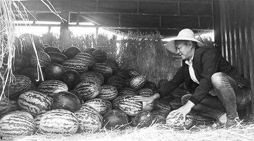 任城吃瓜群眾事件視頻,一場網絡輿論的風暴與反思