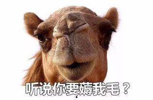 狗在家吃瓜視頻,狗狗在家吃瓜萌態(tài)百出