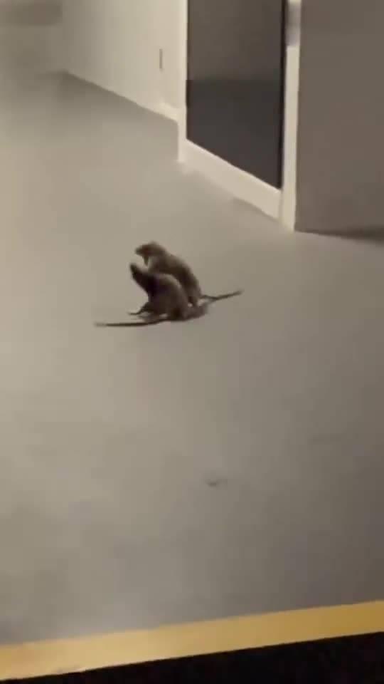 貓咪吃瓜看戲視頻大全集