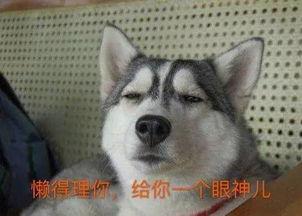 哈士奇視頻帶你吃瓜,帶你笑中帶淚吃瓜，揭秘寵物界的歡樂(lè)日常