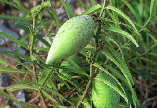 瓢瓜兒怎么吃才好吃呢視頻,視頻教你如何烹飪出最佳口感