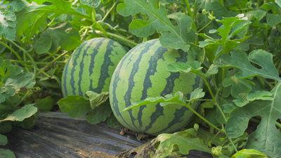 永年圓圓吃瓜視頻,揭秘娛樂圈幕后故事