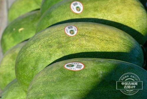 吃黑水瓜視頻,視頻揭秘其獨特魅力與食用方法