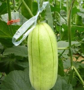 吃高石脆瓜視頻大全,視頻大全帶你領略瓜香四溢