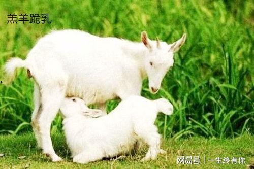 晴天小羊吃瓜視頻大全,晴天小羊歡樂吃瓜時(shí)刻大盤點(diǎn)