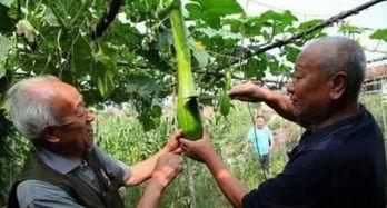 農民二哥吃瓜最新視頻,揭秘田間地頭的熱辣趣聞