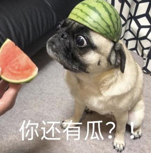 吃瓜表情包西瓜視頻大全,吃瓜表情包歡樂集結(jié)