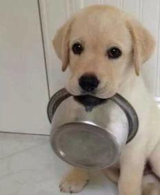 吃瓜拉布拉多被抓視頻播放