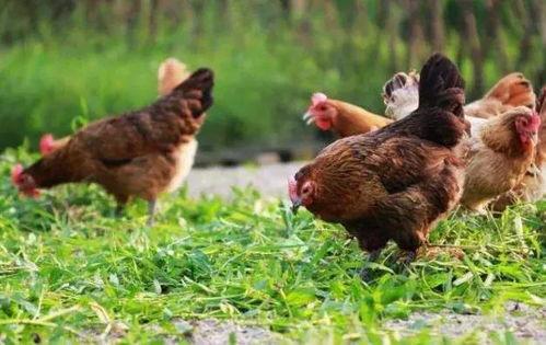 鴨鵝吃不吃毛瓜呢視頻講解,鴨鵝對毛瓜的喜愛與食用指南