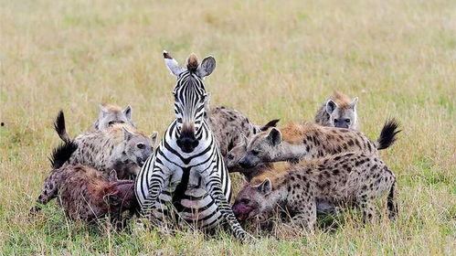 張揚斑馬吃瓜視頻下載,趣味橫生的動物日常瞬間