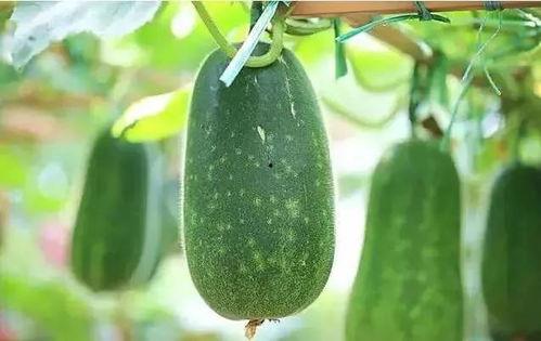 正宗一個人吃瓜視頻網(wǎng)站,獨家揭秘娛樂圈幕后故事