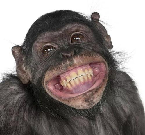 大媽吃瓜像猩猩的視頻,網絡熱議引發趣味橫生