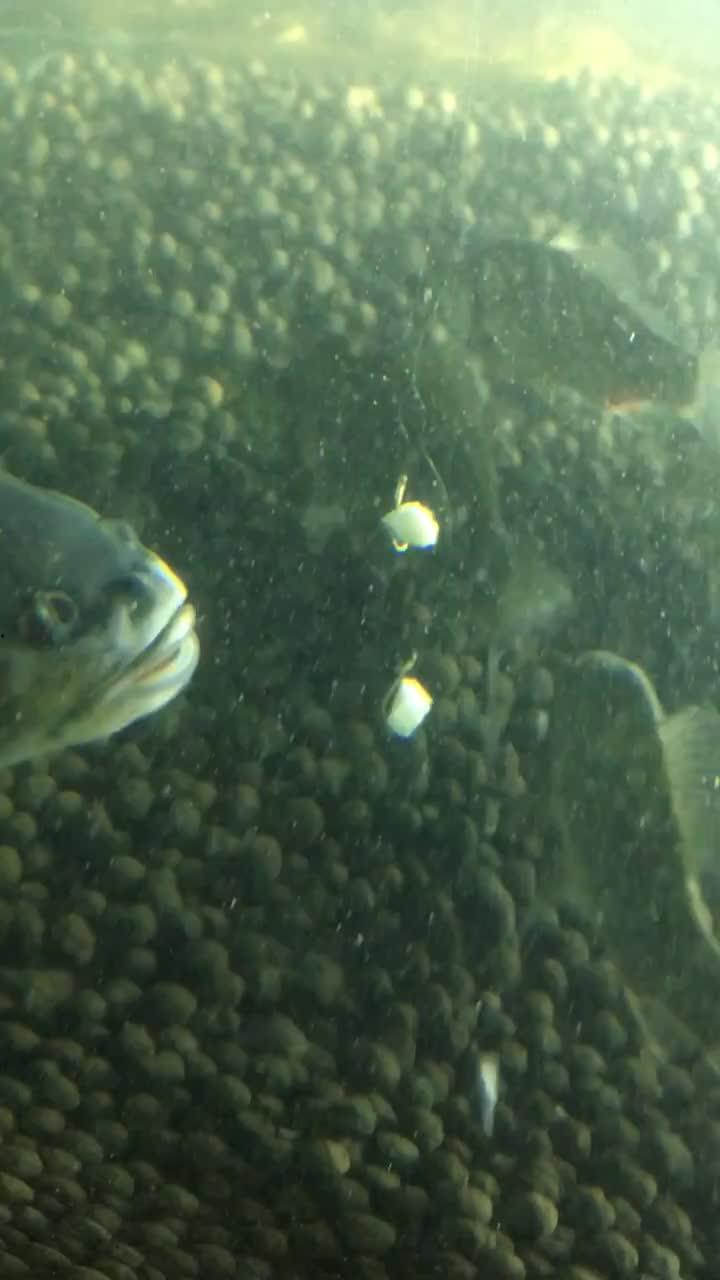 小魚吃瓜視頻在哪,熱門內容背后的制作奧秘