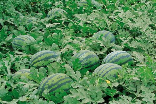 伊犁吃瓜新聞視頻大全,趣味橫生的視頻大全集錦